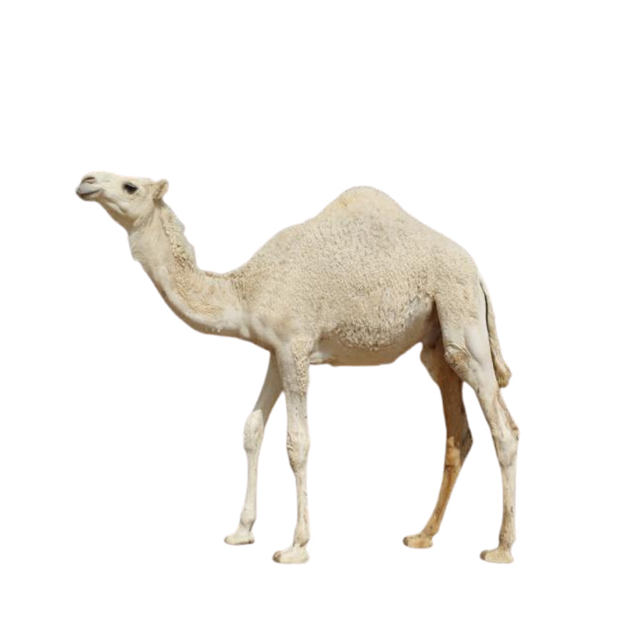 فقار صافي - 1 كجم