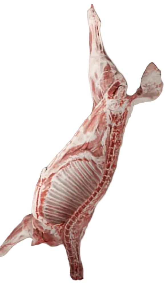 نص تيس طازج