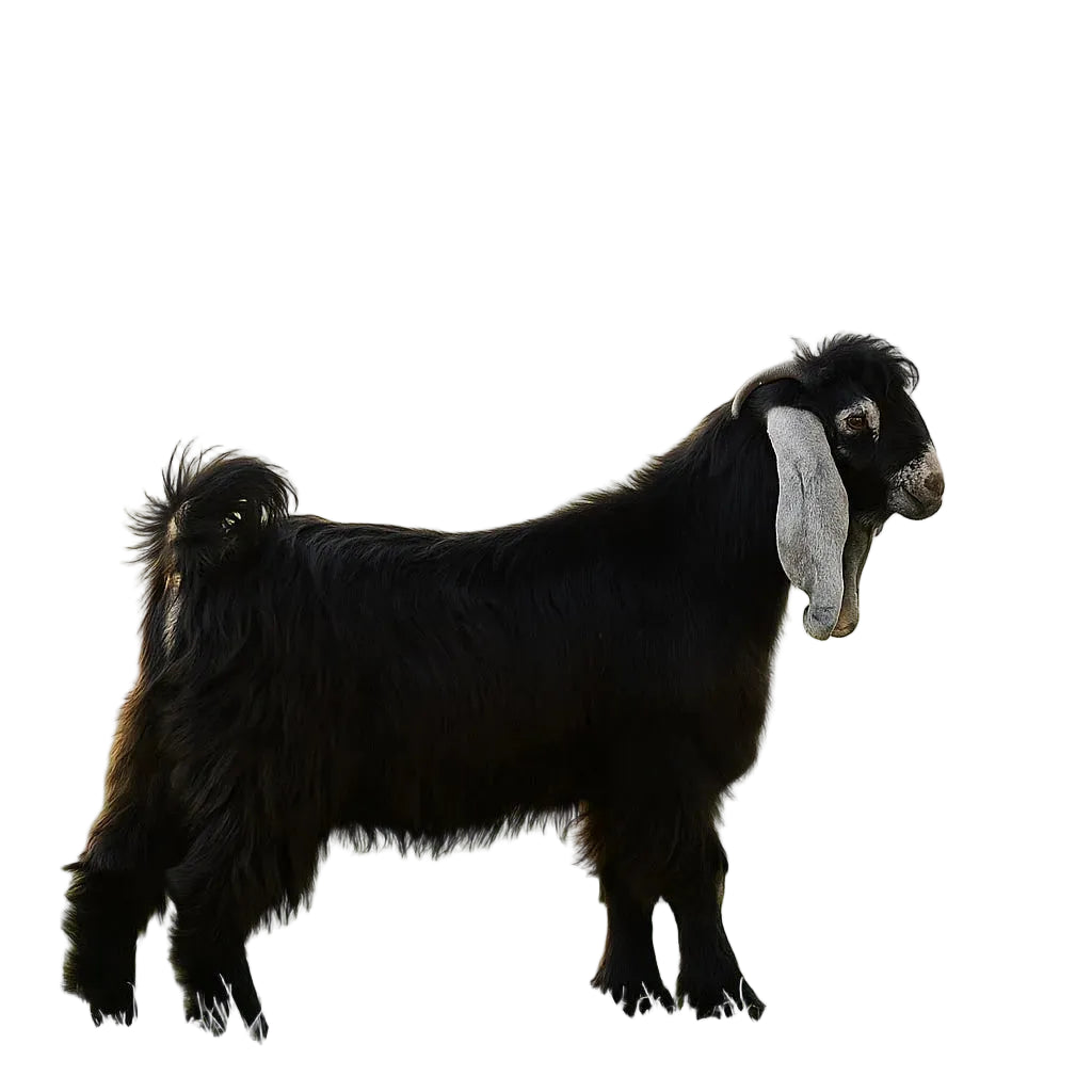 تيس كامل طازج