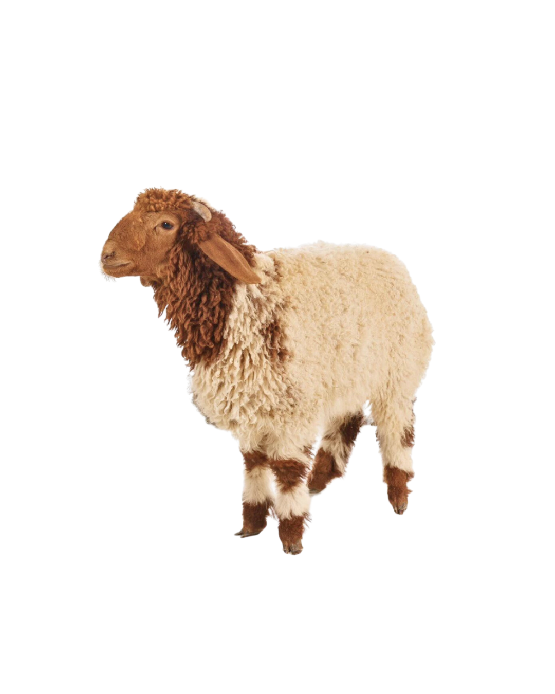 نص خروف طازج – عمر 5 شهور