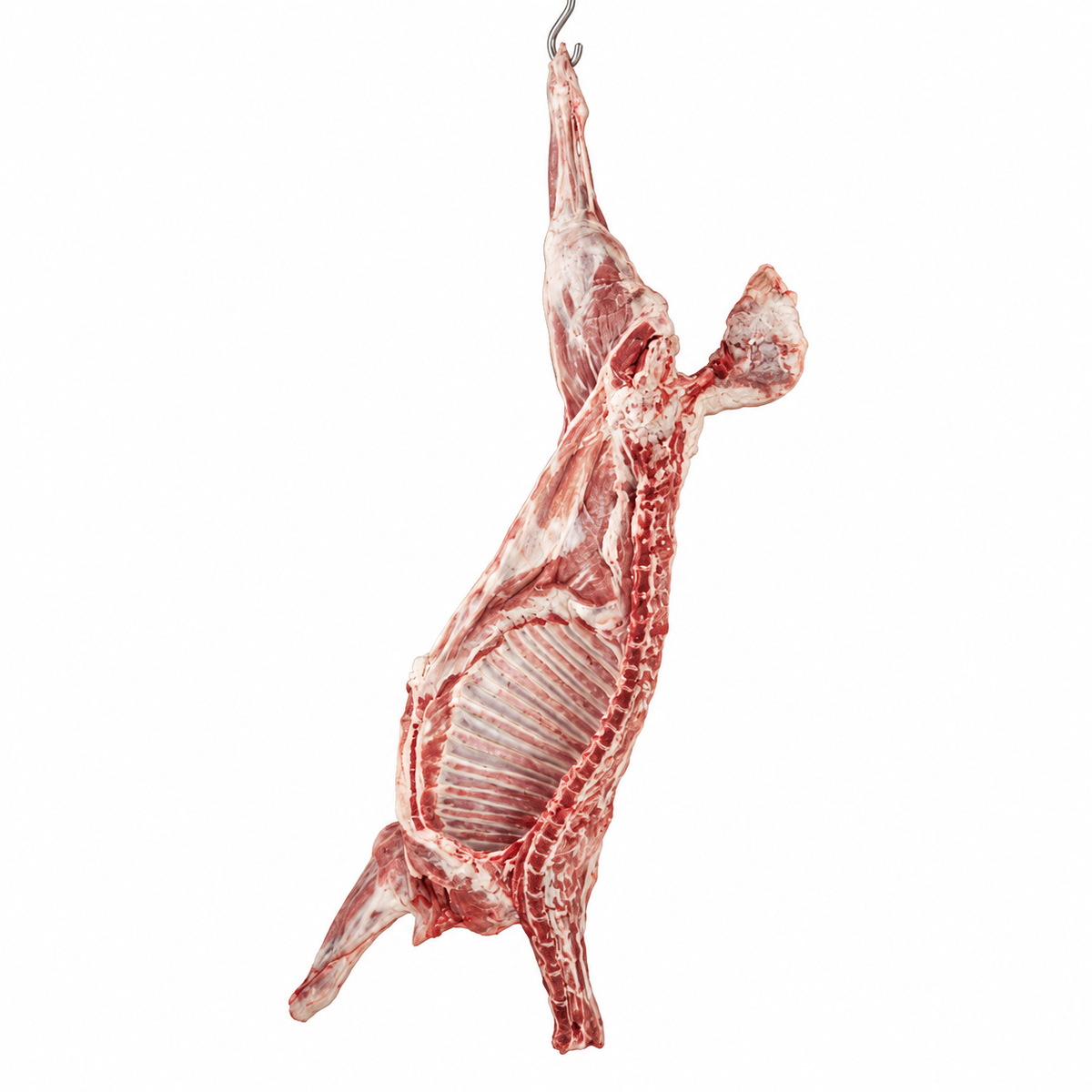 Half lamb carcass, hanging against a white background
